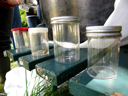 Wivenhoe Watching Wildlife Group