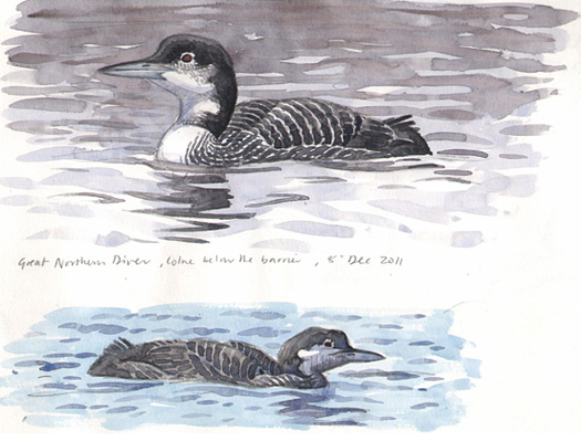 Copyright: Richard Allen