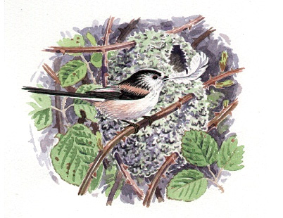 Copyright: Richard Allen