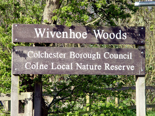 Bluebells of Wivenhoe