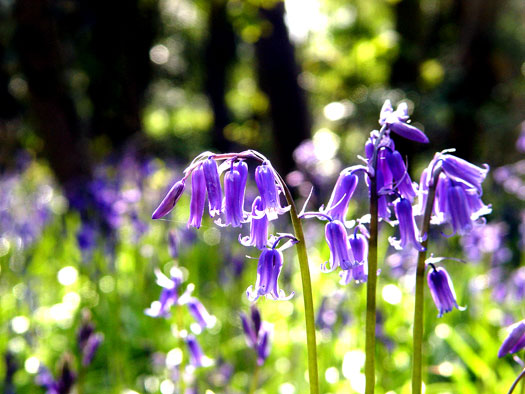 Bluebells of Wivenhoe