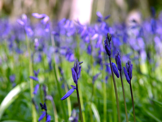 Bluebells of Wivenhoe
