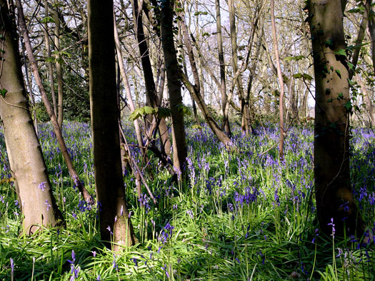 Bluebells of Wivenhoe