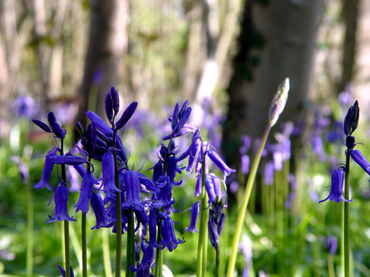 Bluebells of Wivenhoe