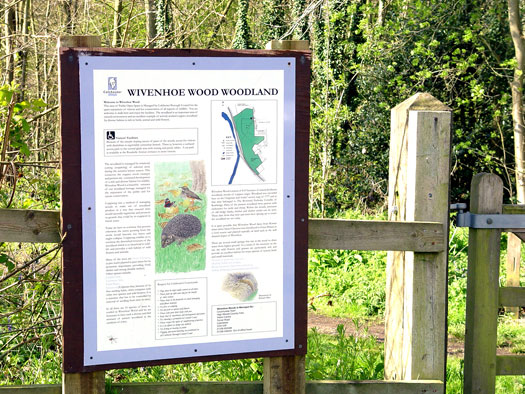 Bluebells of Wivenhoe