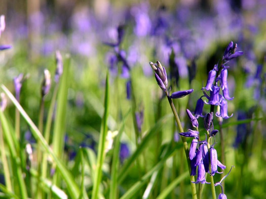 Bluebells of Wivenhoe