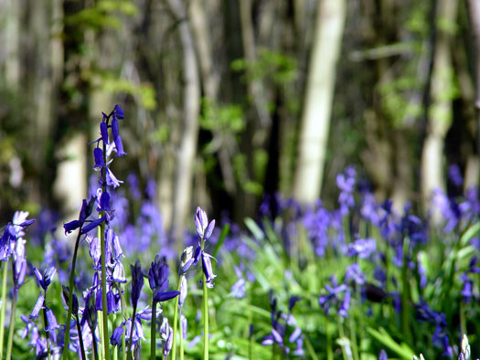 Bluebells of Wivenhoe