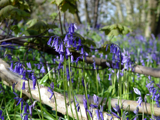 Bluebells of Wivenhoe