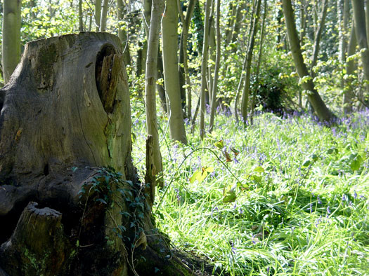 Bluebells of Wivenhoe