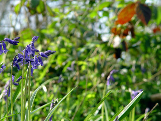 Bluebells of Wivenhoe