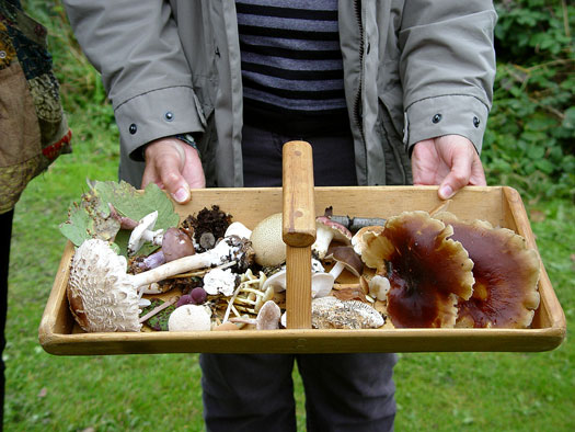 Fungi Hunt