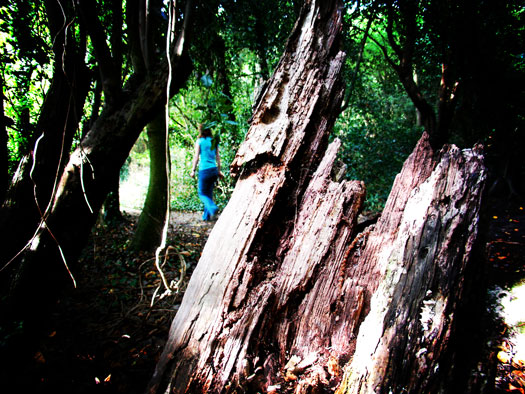 Moving Wivenhoe Wood