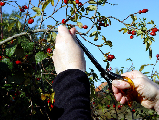 Rosehip picking