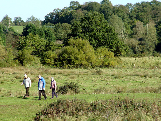 Rosehip picking