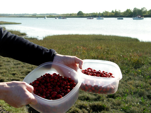 Rosehip picking