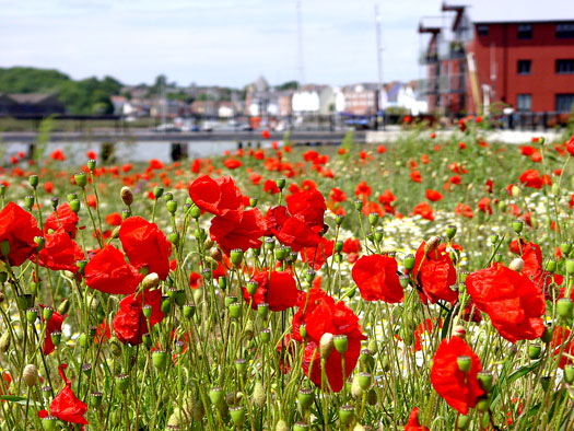Wivenhoe poppies