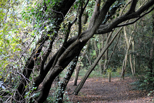 Wivenhoe Wood