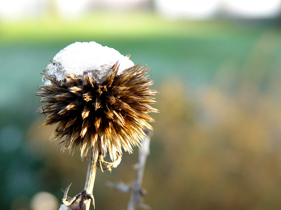 Castle Park, Colchester