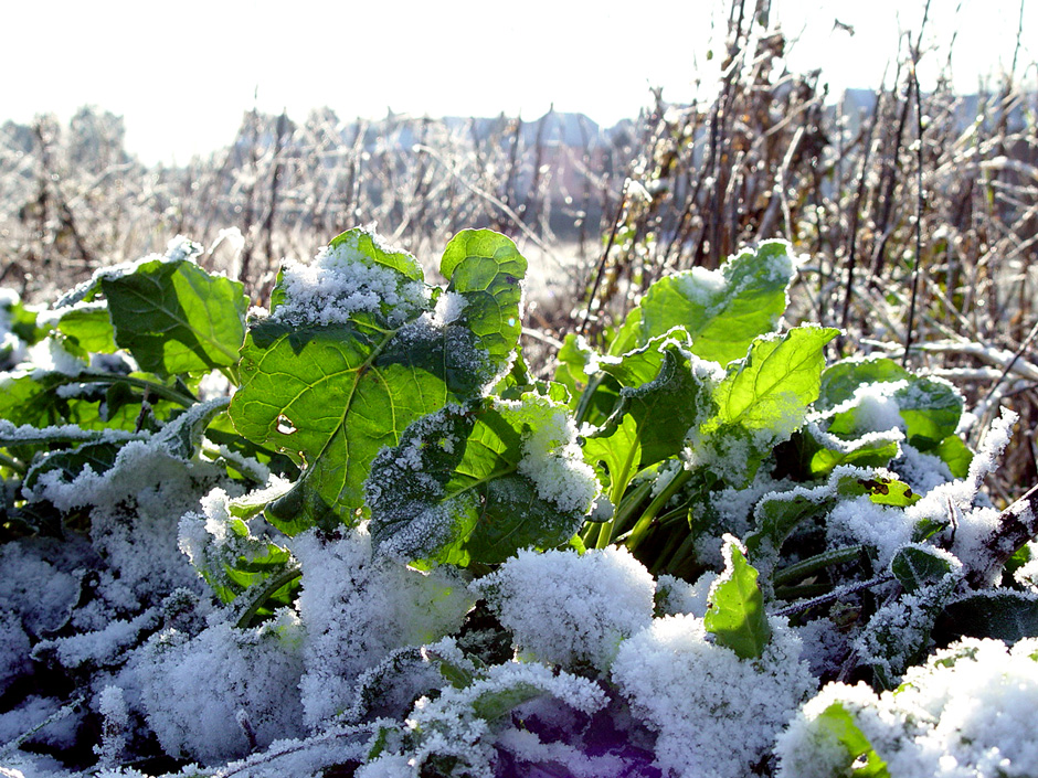 Ferry Marsh, Wivenhoe