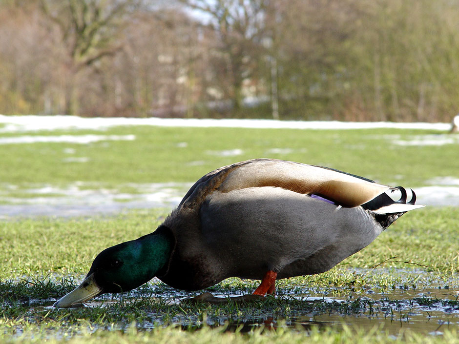 University of Essex Lakes