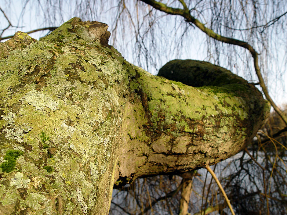 University of Essex Lakes