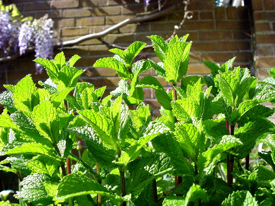 The Anarchic Gardener