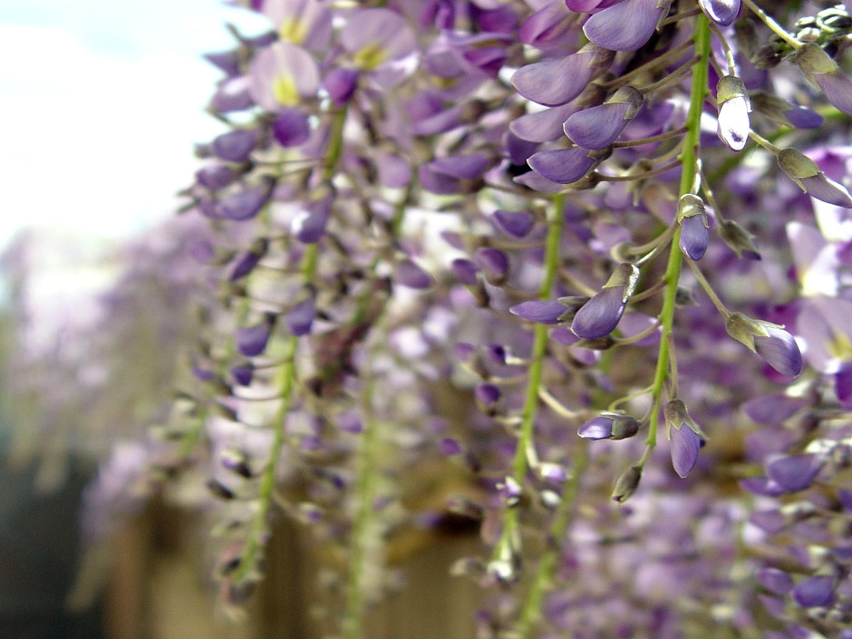 Wonderful Wisteria