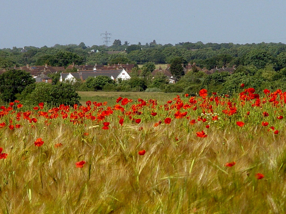 Big Essex Poppies
