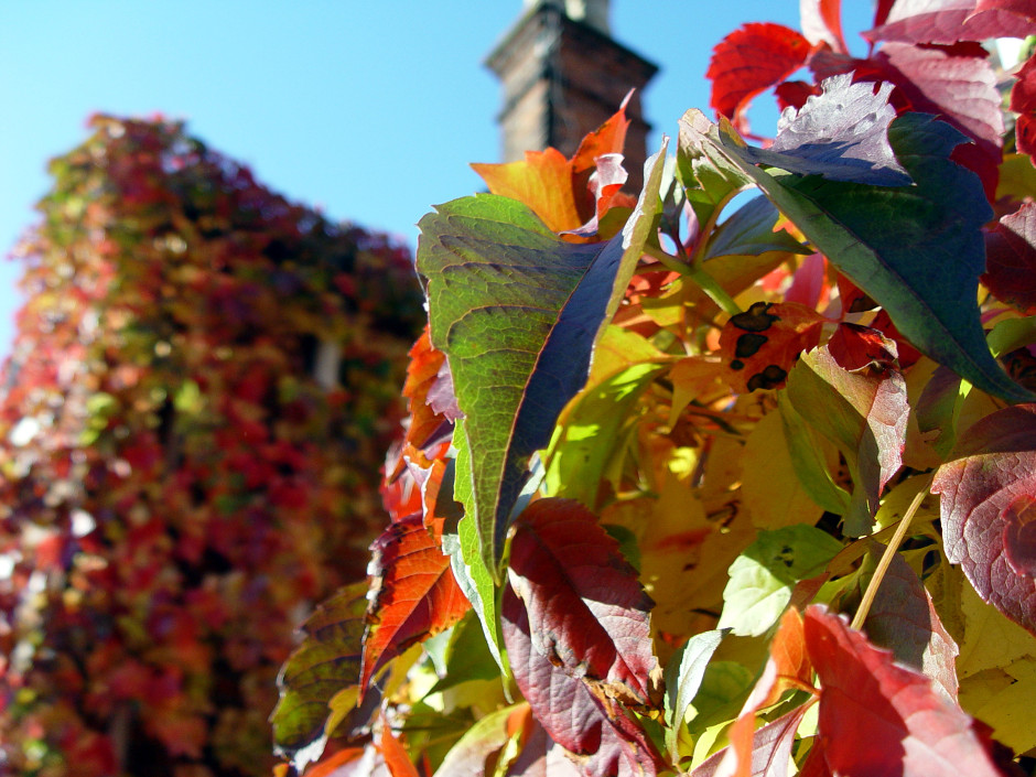 Golden Brown #autumn