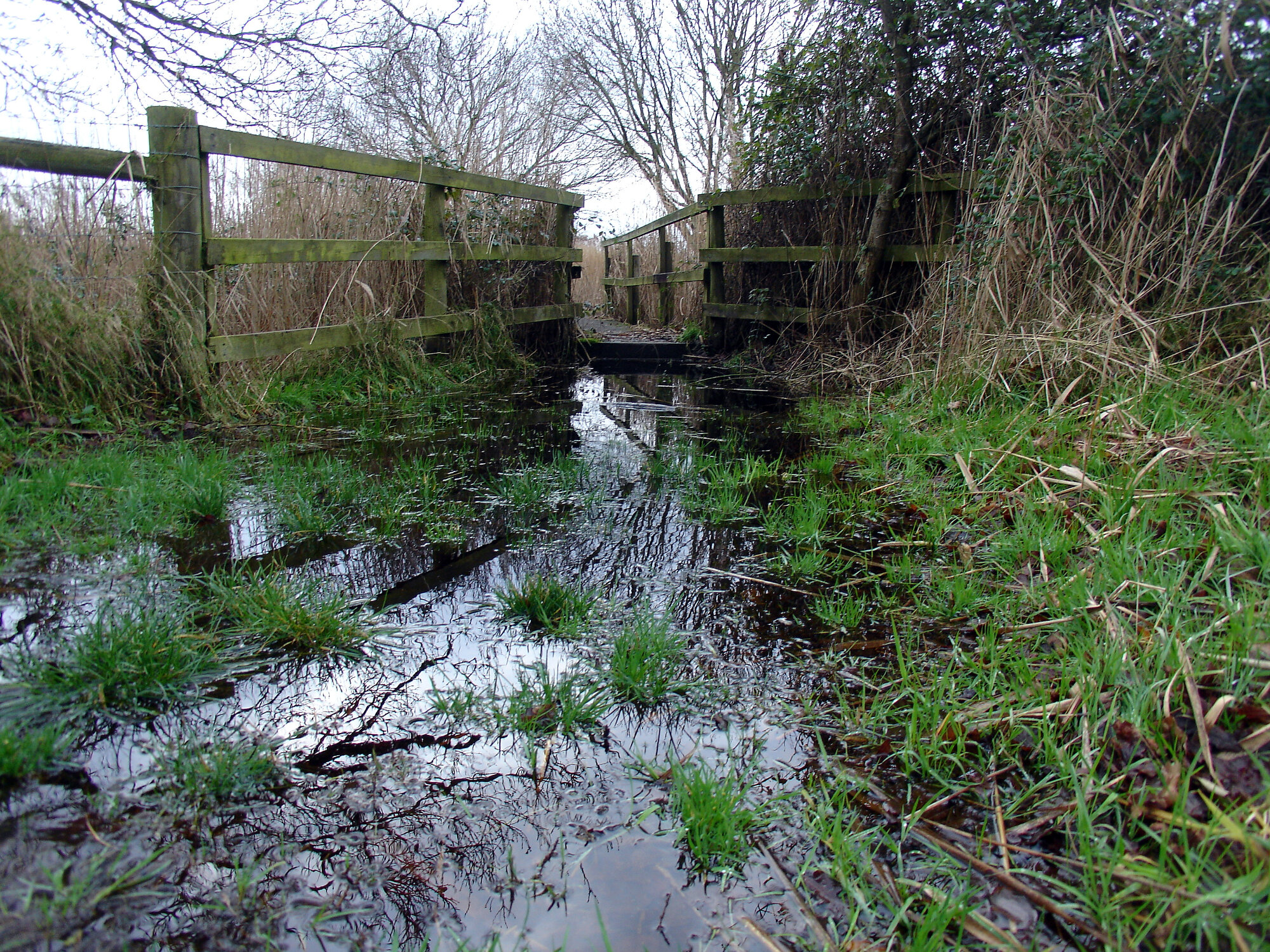 Flooded Ferry Marsh and Beyond