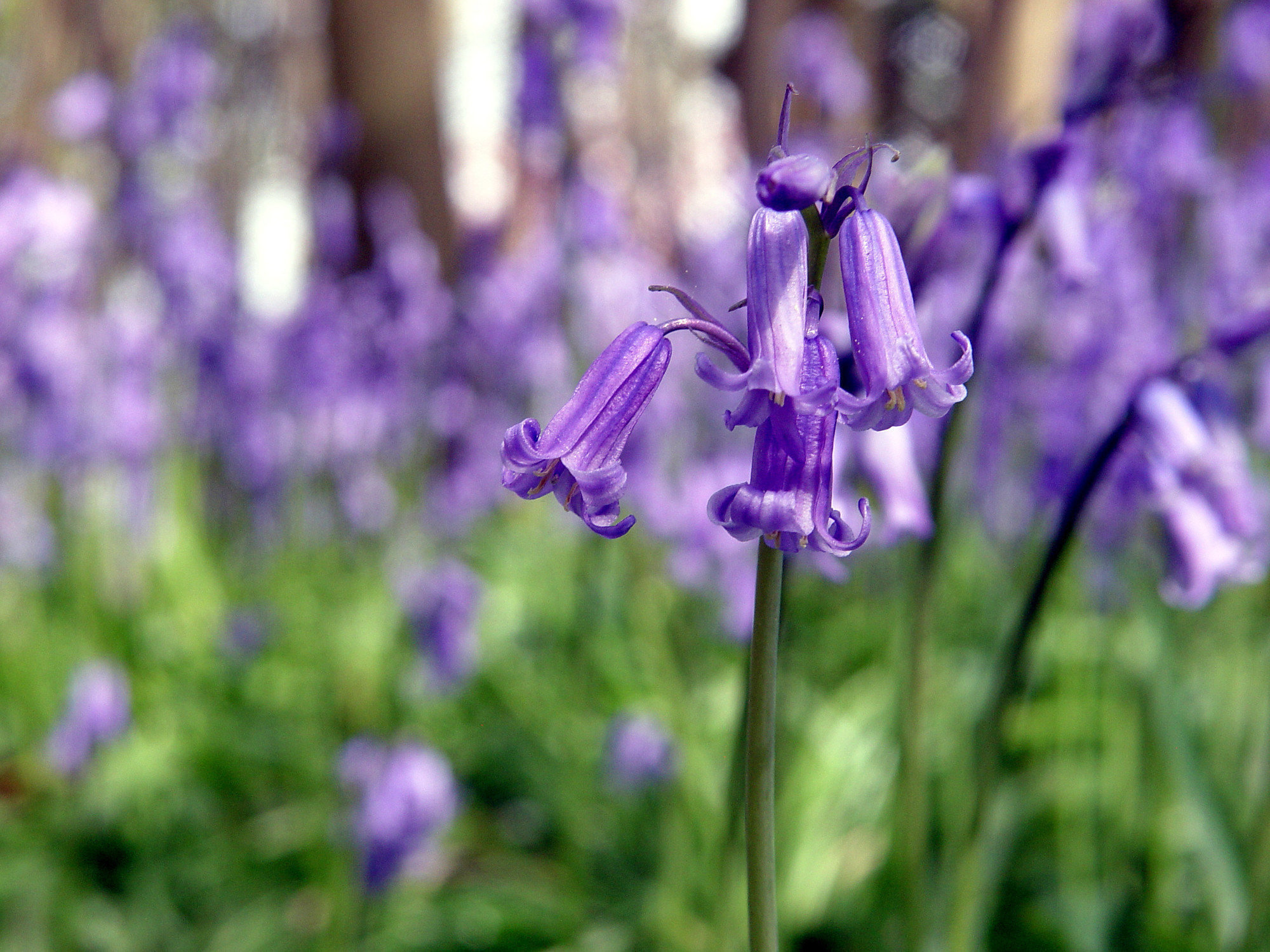 Weird Wiv Bluebells, innit