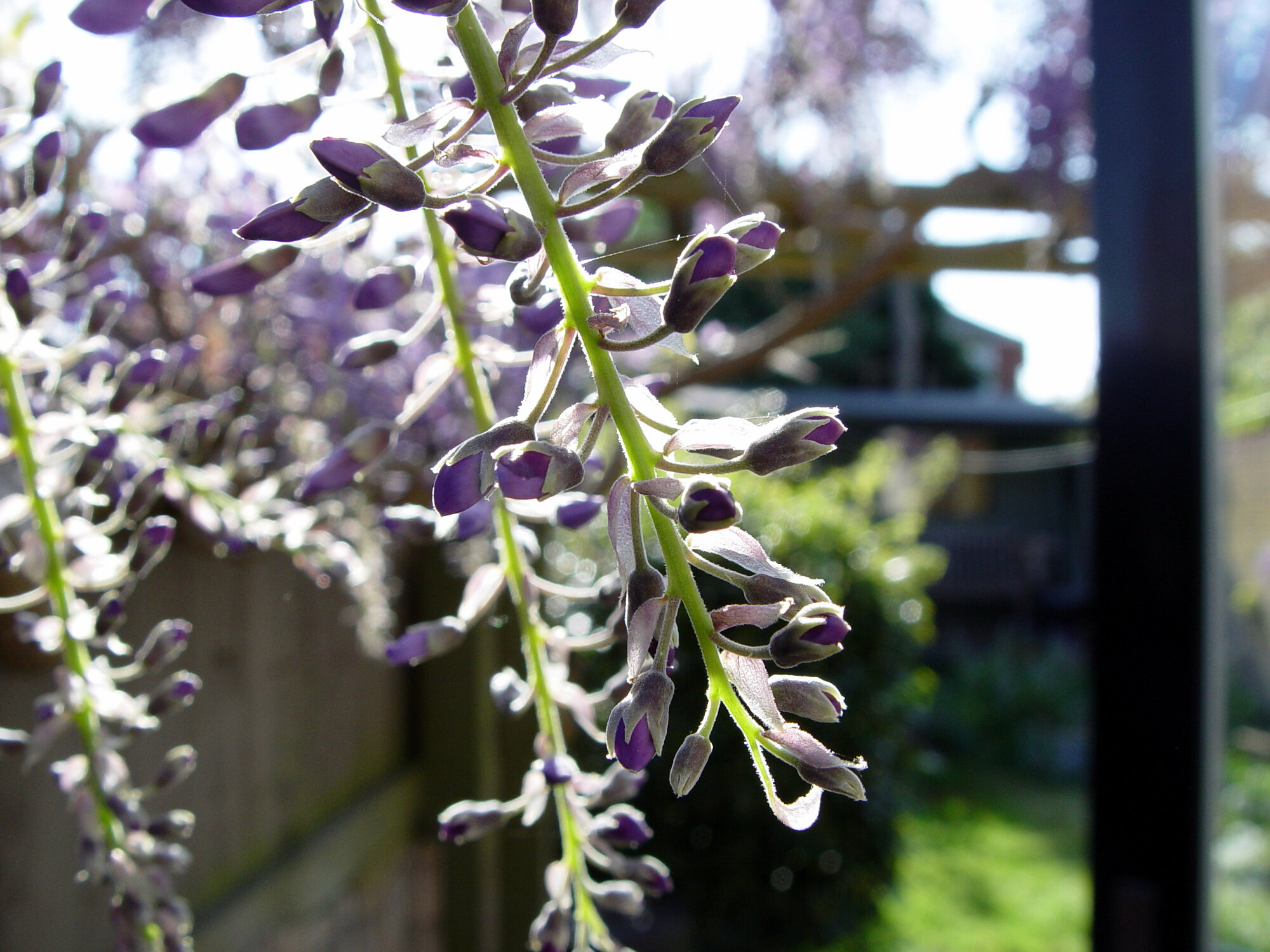 Not Quite #PeakWisteria